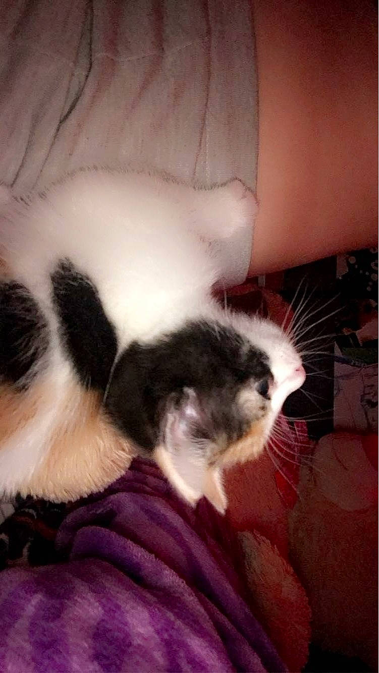 Nala is registered to the contest to win money with this photo: carnivore, cat, claw, cloud, comfort, companion_dog, domestic_short_haired_cat, fawn, felidae, flesh, foot, fur, lap, nail, nap, paw, small_to_medium_sized_cats, snout, tail, whiskers