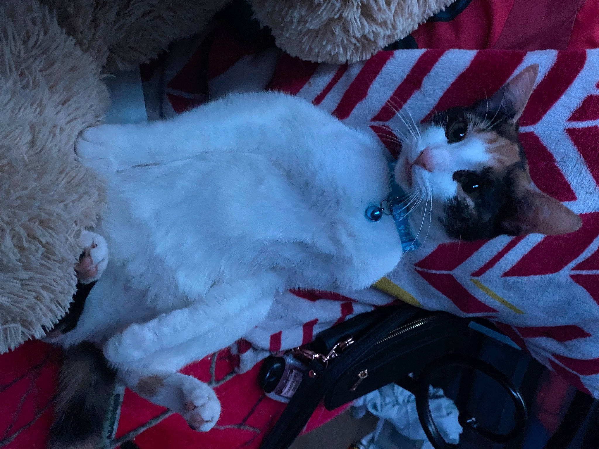 Nala is registered to the contest to win money with this photo: canidae, carmine, carnivore, cat, claw, collar, comfort, companion_dog, dog_breed, domestic_short_haired_cat, fang, fawn, felidae, fur, lap, paw, small_to_medium_sized_cats, snout, tail, whiskers