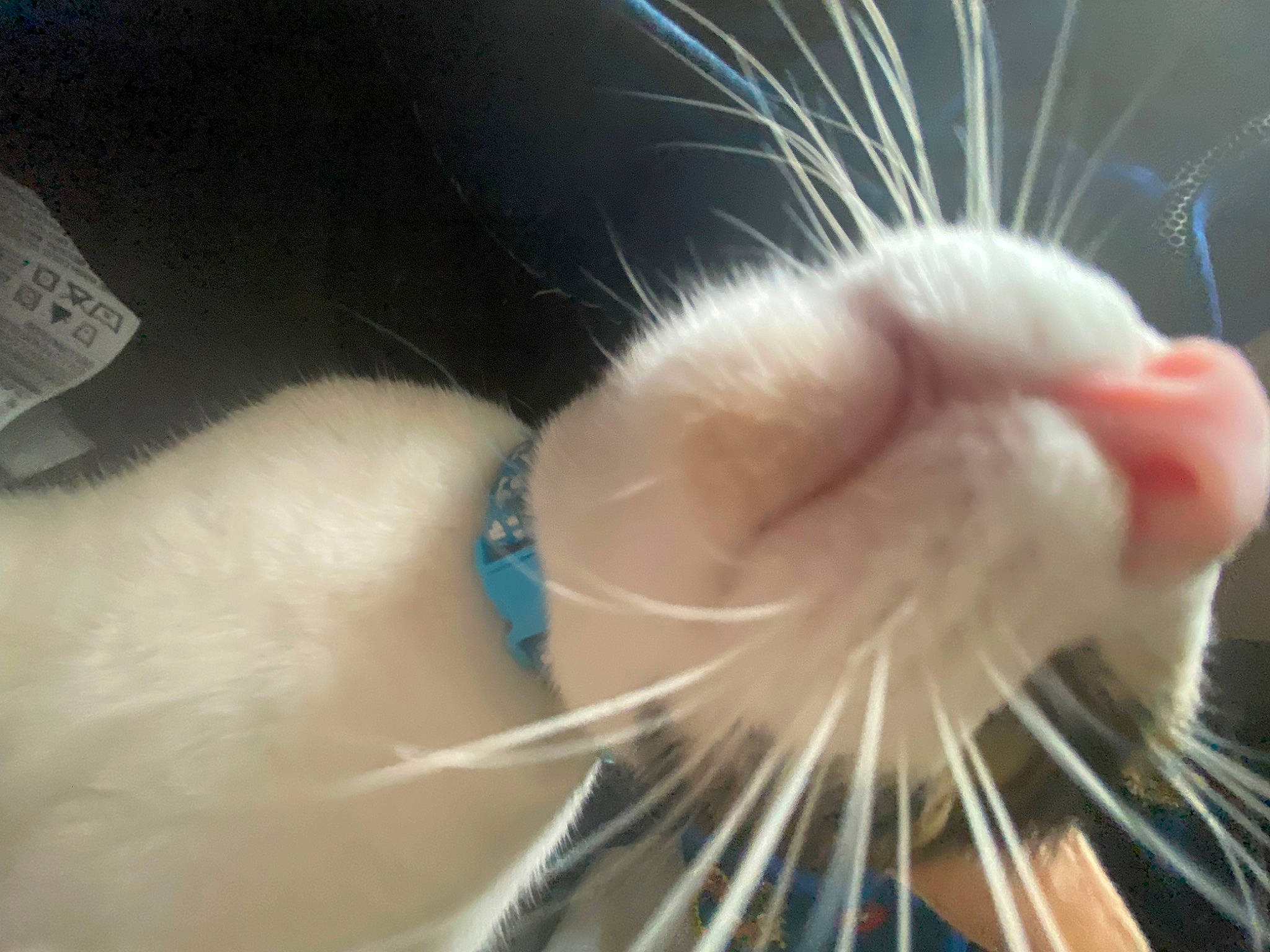 Nala joined the competition — help win amazing prizes! carnivore, cat, claw, electric_blue, eye, eyelash, fashion_accessory, feather, felidae, foot, fur, human_leg, macro_photography, paw, small_to_medium_sized_cats, tail, whiskers, wing