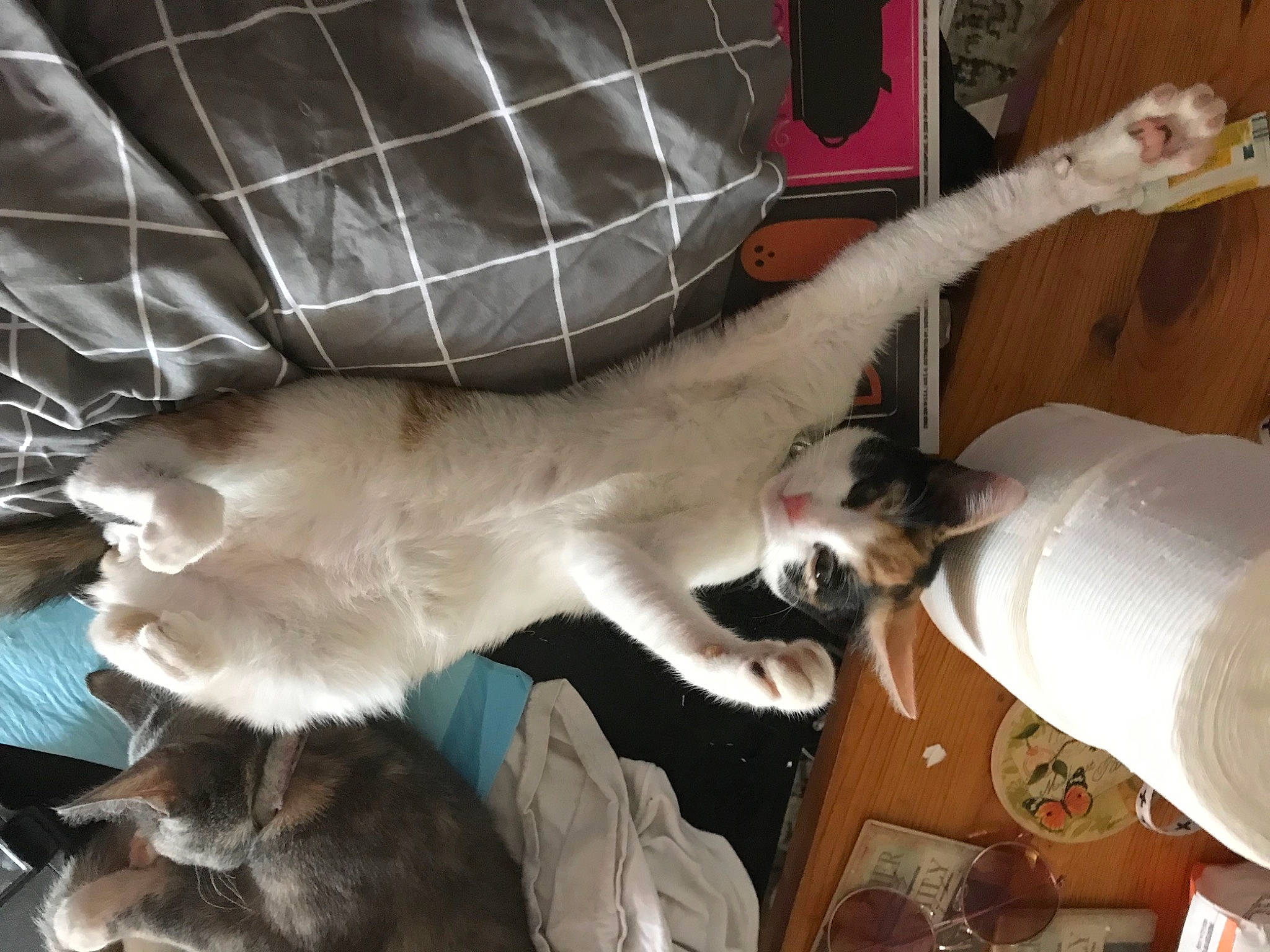 Nala is registered to the contest to win money with this photo: canidae, carnivore, cat, claw, collar, comfort, companion_dog, dog_breed, domestic_short_haired_cat, fawn, felidae, fur, mammal, paw, siamese, small_to_medium_sized_cats, sporting_group, tail, thai, whiskers