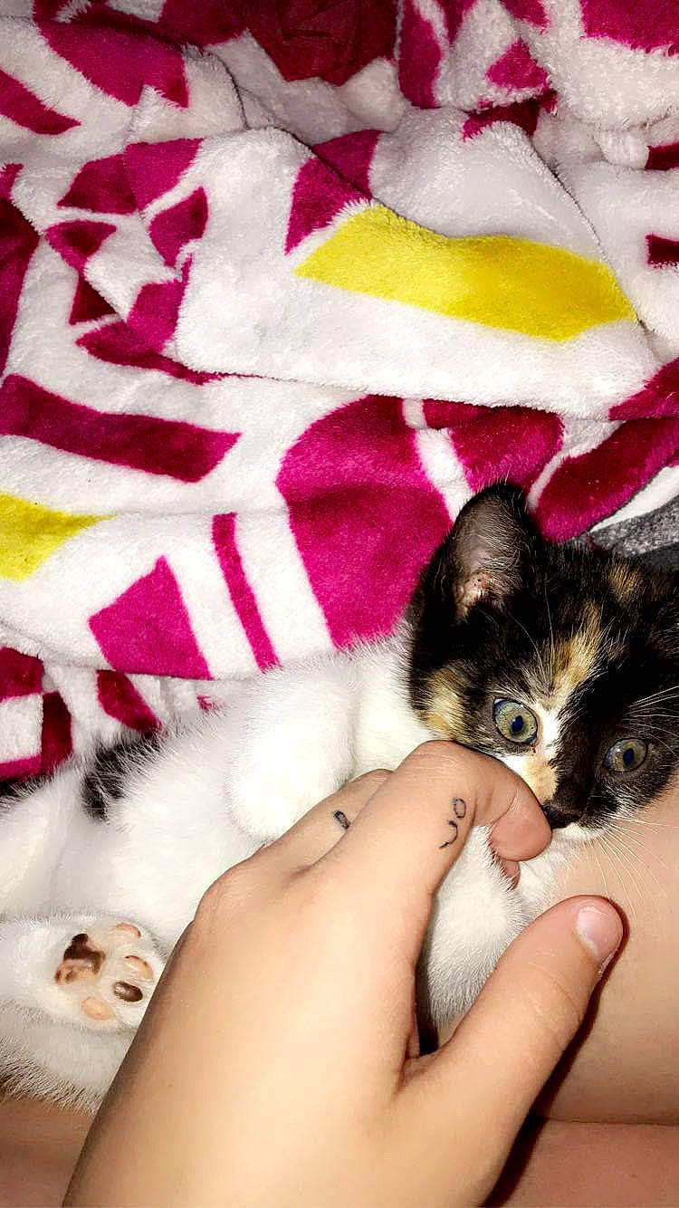 Zeus is registered to the contest to win money with this photo: carnivore, cat, close_up, comfort, domestic_short_haired_cat, fawn, felidae, foot, fur, gesture, human_leg, linens, magenta, nail, pattern, pink, small_to_medium_sized_cats, textile, thigh, whiskers