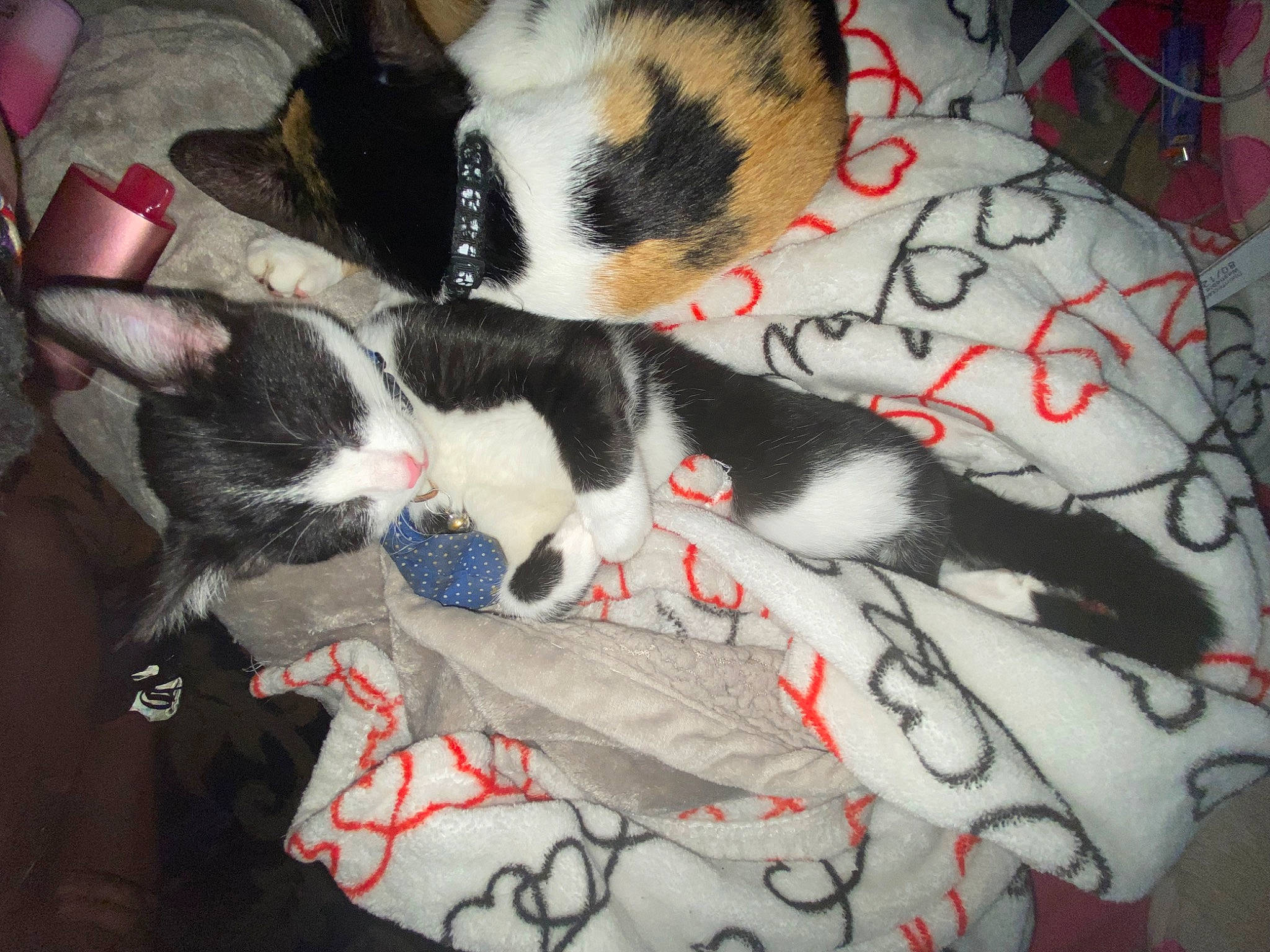 Zeus is registered to the contest to win money with this photo: art, carmine, carnivore, cat, claw, comfort, companion_dog, dog_breed, domestic_short_haired_cat, felidae, fur, human_leg, linens, pattern, paw, sleeve, small_to_medium_sized_cats, tail, visual_arts, whiskers