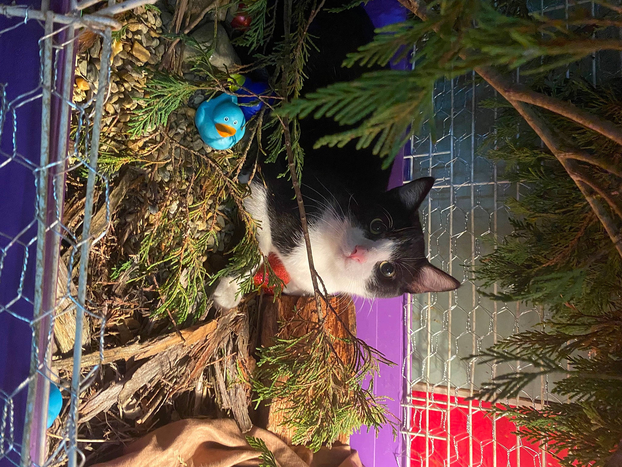 Zeus joined the competition — help win amazing prizes! botany, branch, carnivore, cat, felidae, fur, grass, mesh, nature, plant, small_to_medium_sized_cats, tail, terrestrial_plant, tints_and_shades, tree, trunk, twig, vegetation, wood, woody_plant