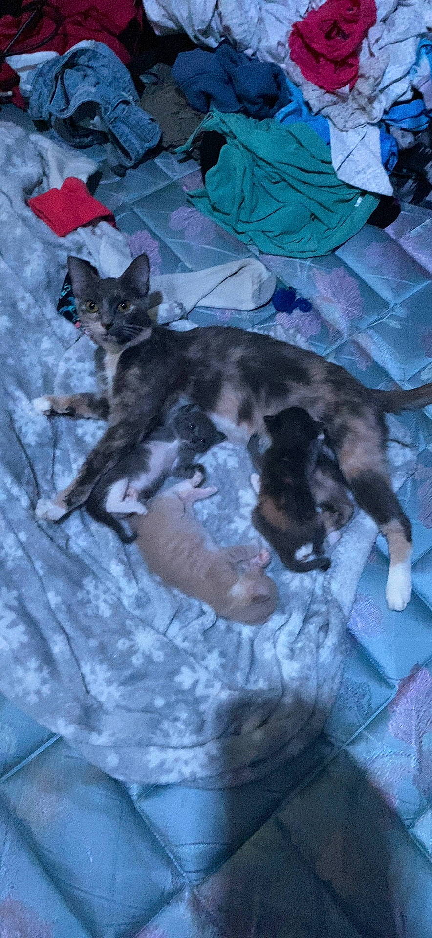 Bourbon joined the competition — help win amazing prizes! black_cat, canidae, carnivore, cat, claw, comfort, dog_breed, domestic_short_haired_cat, felidae, fur, grey, nap, paw, russian_blue, sleep, small_to_medium_sized_cats, sporting_group, tail, whiskers