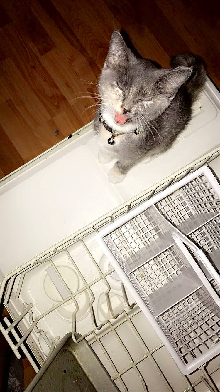 Bourbon is registered to the contest to win money with this photo: box, carnivore, cat, domestic_short_haired_cat, felidae, flooring, font, fur, grey, monochrome, monochrome_photography, paper, pattern, paw, publication, small_to_medium_sized_cats, snout, tail, whiskers, white