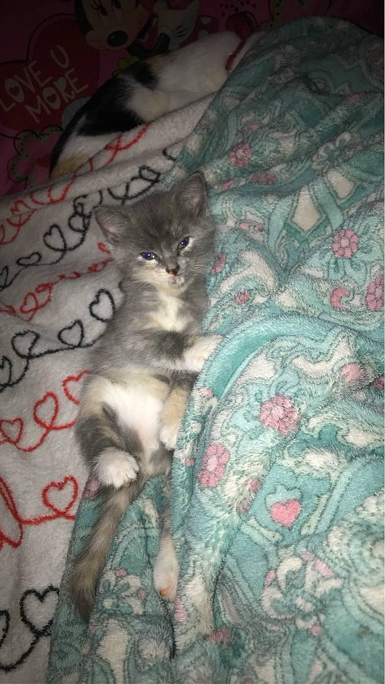 Bourbon joined the competition — help win amazing prizes! carnivore, cat, domestic_short_haired_cat, felidae, fur, grey, linens, pattern, paw, small_to_medium_sized_cats, tail, whiskers