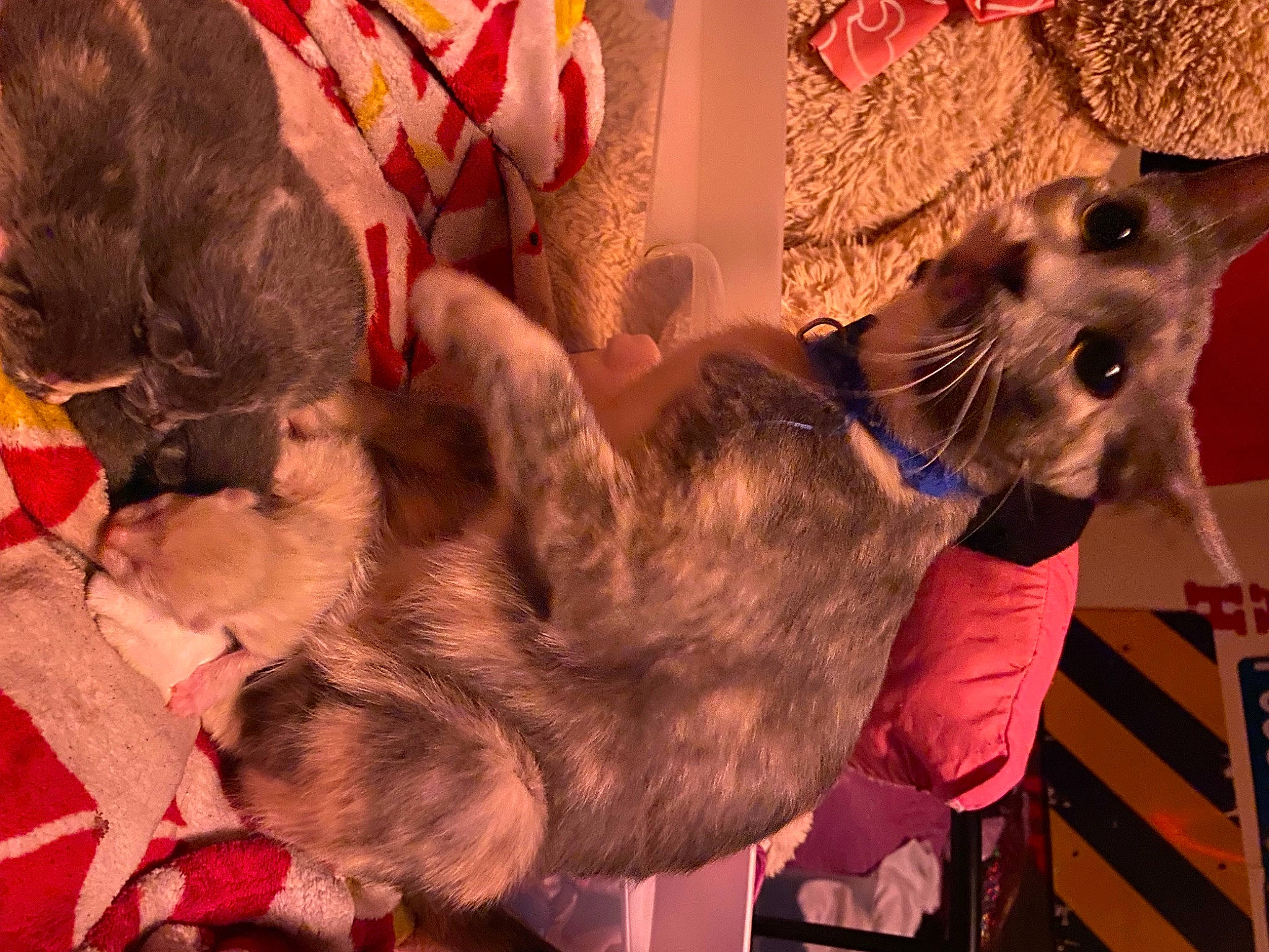 Bourbon is registered to the contest to win money with this photo: canidae, carmine, carnivore, cat, collar, companion_dog, dog_breed, domestic_short_haired_cat, event, fawn, felidae, fur, guard_dog, paw, schnauzer, small_to_medium_sized_cats, sporting_group, tail, tree, whiskers