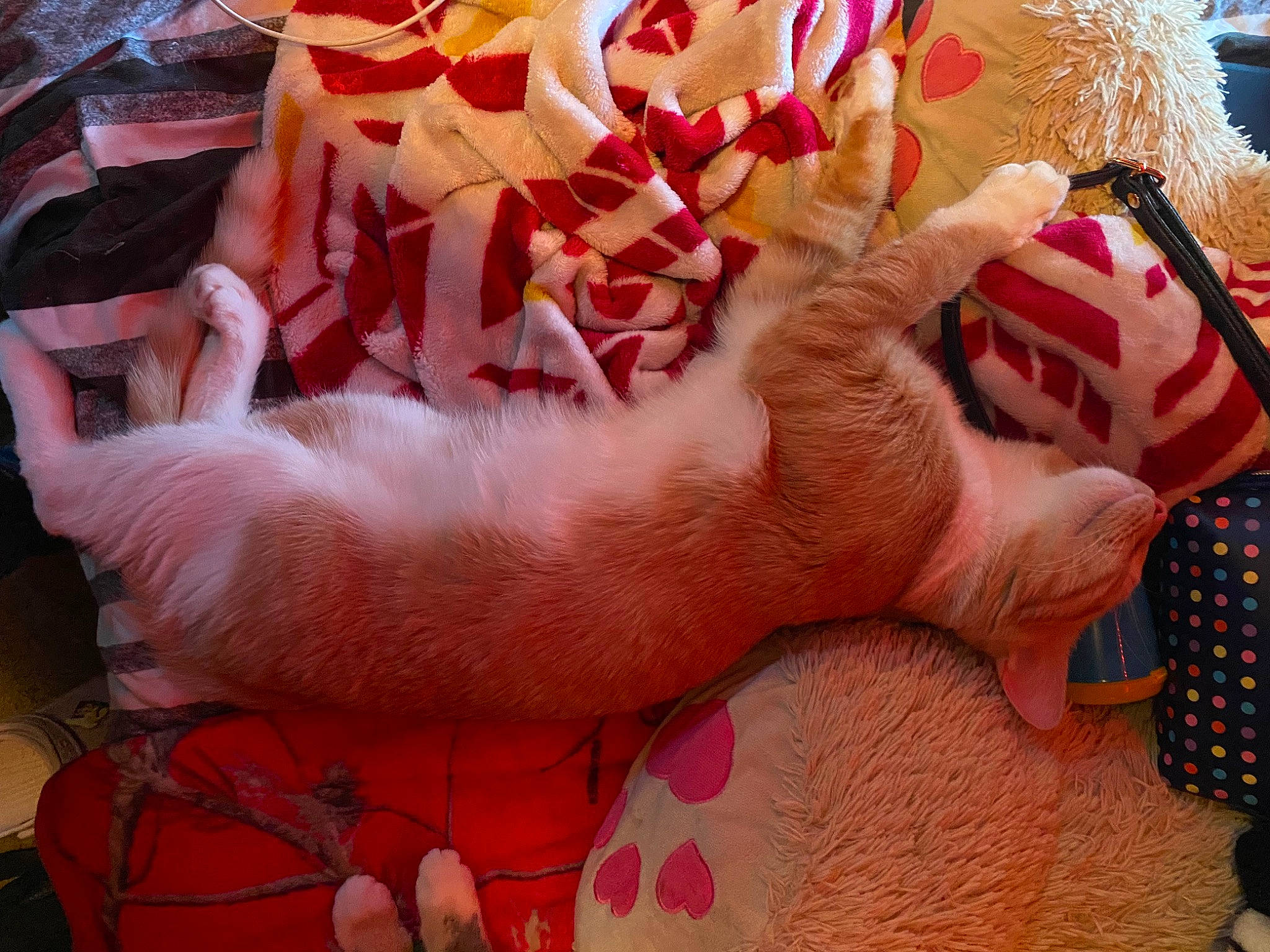 Stitch joined the competition — help win amazing prizes! abdomen, barechested, comfort, companion_dog, fawn, felidae, foot, fur, human_leg, linens, nail, nap, pattern, peach, pink, small_to_medium_sized_cats, tail, thigh, toy, whiskers