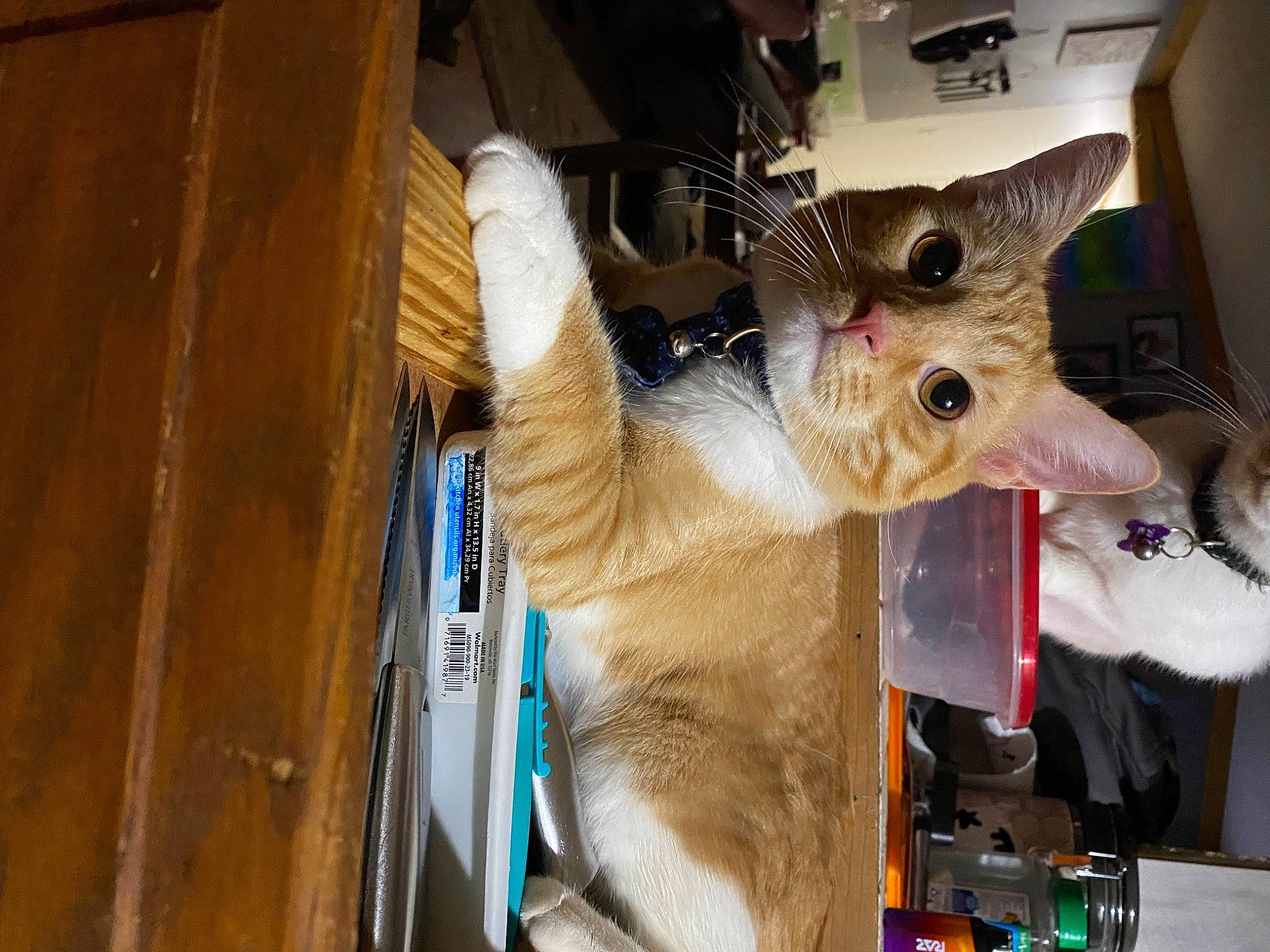 Stitch joined the competition — help win amazing prizes! carnivore, cat, collar, domestic_short_haired_cat, event, fawn, felidae, fur, hardwood, plank, plywood, small_to_medium_sized_cats, snout, whiskers, wood