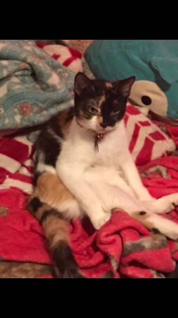 Lucy is registered to the contest to win money with this photo: carnivore, cat, cat_bed, cat_supply, comfort, domestic_short_haired_cat, felidae, fur, lap, linens, magenta, pattern, paw, pet_supply, small_to_medium_sized_cats, tail, whiskers