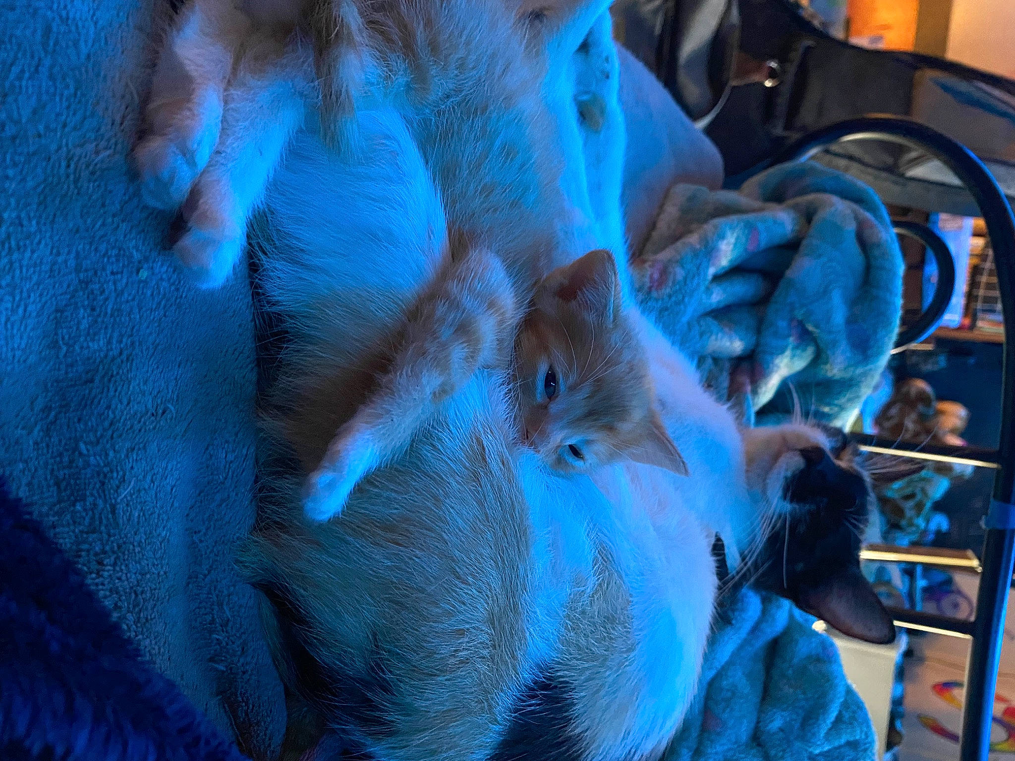 Lucy is registered to the contest to win money with this photo: blue, canidae, carnivore, cat, claw, comfort, dog_breed, domestic_short_haired_cat, electric_blue, felidae, fur, mammal, nail, nap, sleep, small_to_medium_sized_cats, sporting_group, tail, vertebrate, whiskers