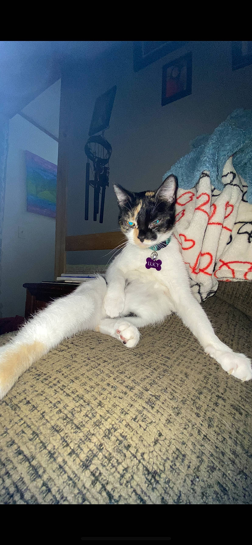 Lucy is registered to the contest to win money with this photo: carnivore, cat, comfort, domestic_short_haired_cat, eye, felidae, flooring, foot, fur, hardwood, human_body, human_leg, paw, plant, sitting, small_to_medium_sized_cats, snout, tail, whiskers, window