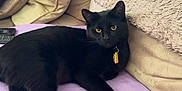 Whisker joined the competition — help win amazing prizes! alert, animal, bed, black_cat, cat, collar, comfortable, cozy, cushions, domestic_animal, feline, fur, indoor, pet, pillows, purple_bedspread, relaxed, resting, tag, yellow_eyes