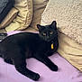 alert, animal, bed, black_cat, cat, collar, comfortable, cozy, cushions, domestic_animal, feline, fur, indoor, pet, pillows, purple_bedspread, relaxed, resting, tag, yellow_eyes