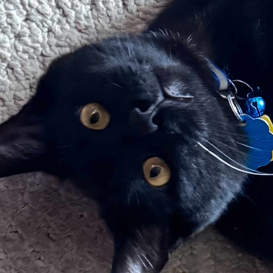 Whisker joined the competition — help win amazing prizes! animal, black_cat, carpet, cat, close_up, collar, curious, cute, domestic_animal, feline, fur, indoor, looking_up, lying_down, pet, portrait, soft_texture, tag, whiskers, yellow_eyes