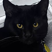 Whisker is registered to the contest to win money with this photo: animal, black_cat, cat, closeup, collar, curious, domestic_cat, ears, feline, floor, indoor, looking_at_camera, moody, pet, portrait, shadow, tag, tile_floor, whiskers, yellow_eyes