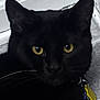 animal, black_cat, cat, closeup, collar, curious, domestic_cat, ears, feline, floor, indoor, looking_at_camera, moody, pet, portrait, shadow, tag, tile_floor, whiskers, yellow_eyes