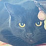 Whisker is registered to the contest to win money with this photo: animal, black_cat, cat, closeup, curious, cute, decor, domestic_cat, face, feline, fur, indoor, mammal, pet, resting, still_life, strawberry_pattern, tablecloth, whiskers, yellow_eyes