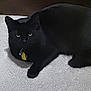 Whisker is registered to the contest to win money with this photo: animal, black_cat, carpet, cat, collar, cute, domestic_animal, feline, fur, home, indoor, looking_at_camera, lying_down, mammal, pet, relaxed, shadow, tag, whiskers, yellow_eyes
