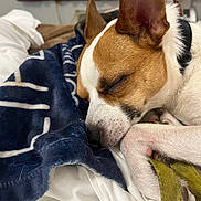 Harley Jo joined the competition — help win amazing prizes! bed, black_collar, blanket, brown, canine, close_up, cozy, curled_up, dog, ear, fur, indoor, paw, pet, quiet, relaxed, resting, sleeping, snout, white
