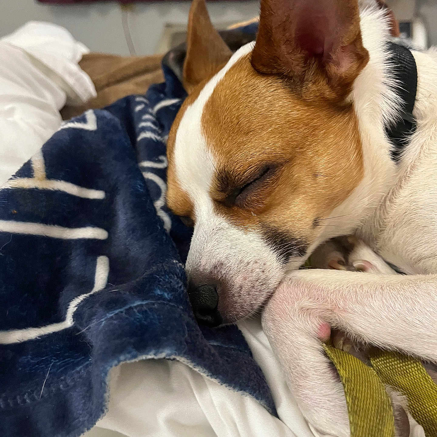 Harley Jo joined the competition — help win amazing prizes! bed, black_collar, blanket, brown, canine, close_up, cozy, curled_up, dog, ear, fur, indoor, paw, pet, quiet, relaxed, resting, sleeping, snout, white