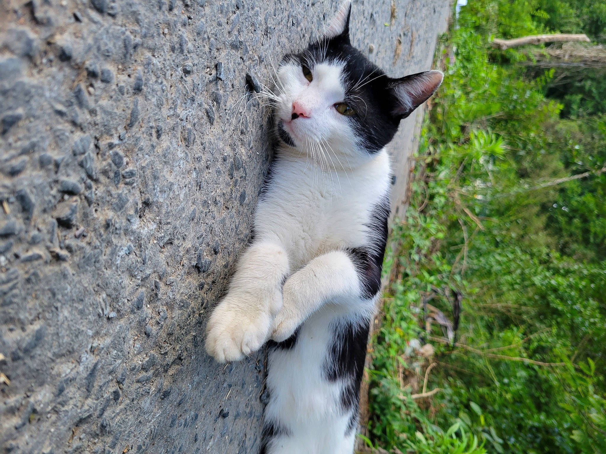 Dan is registered to the contest to win money with this photo: art, carnivore, cat, domestic_short_haired_cat, eye, fawn, felidae, fur, grass, paw, plant, small_to_medium_sized_cats, snout, soil, tail, terrestrial_animal, tree, trunk, whiskers, wildlife