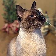 Kai is registered to the contest to win money with this photo: cat, siamese_cat, pet, animal, feline, whiskers, ears, fur, indoor, wooden_floor, decorations, blurred_background, closeup, portrait, alert, looking_up, domestic, mammal, soft_light, brown