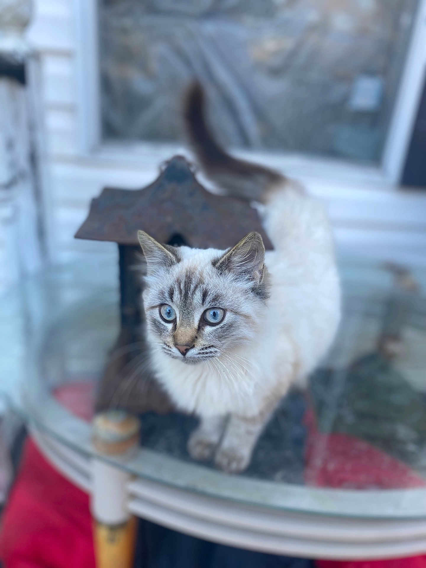 Luna is registered to the contest to win money with this photo: abyssinian, angora, animal, cat, kitten, manx, pet, siamese