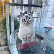 Luna is registered to the contest to win money with this photo: abyssinian, angora, animal, architecture, balcony, building, cat, handrail, house, housing, kitten, manx, pet, plant, porch, pottedplant, railing, siamese, window, windowsill