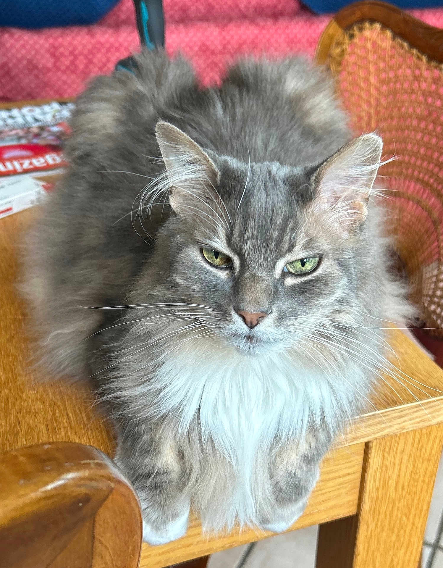Elisa