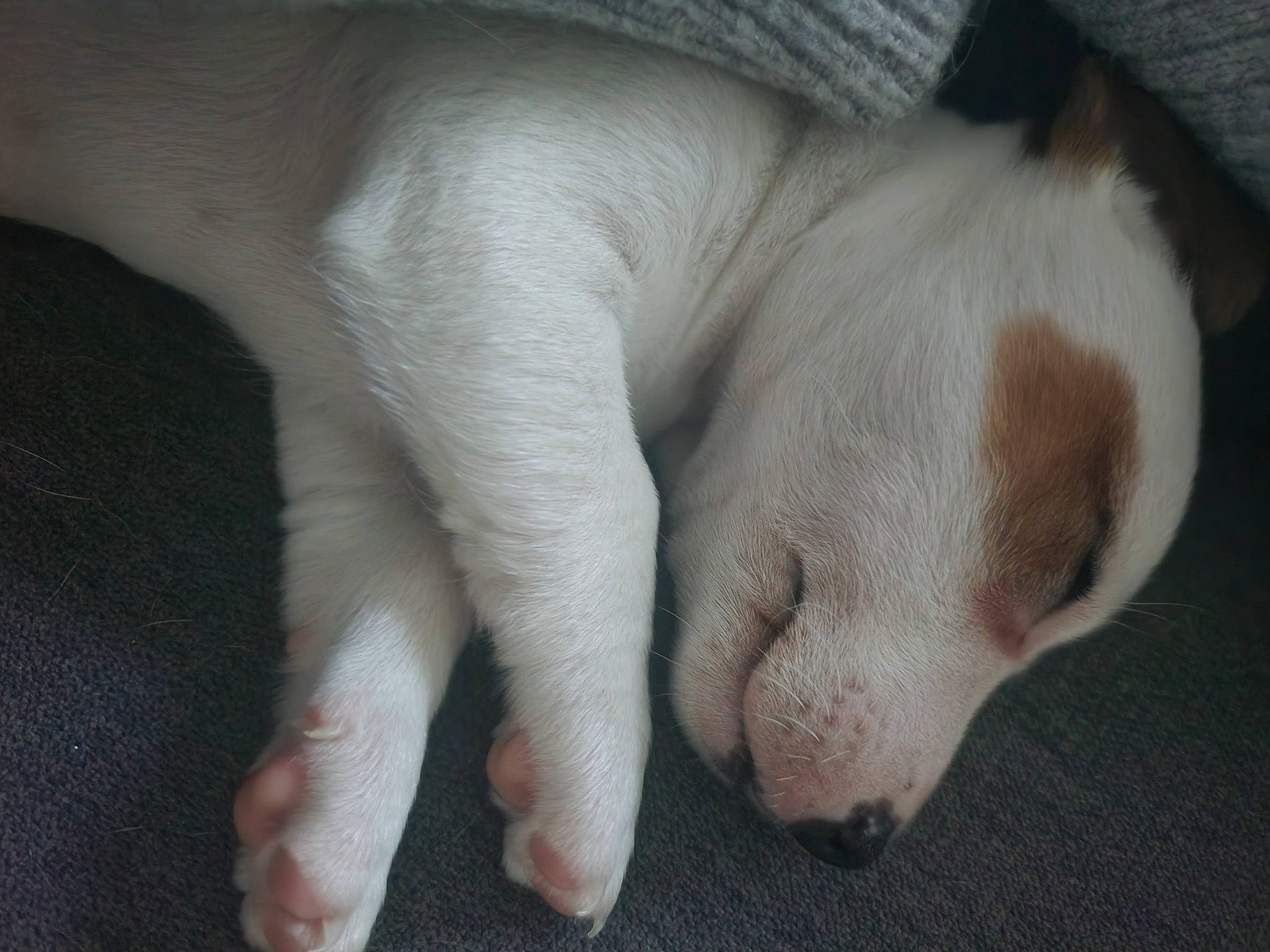 Upsy Dit Up' a rejoint le concours — aidez-le/la à gagner de superbes lots ! canidae, carnivore, claw, comfort, companion_dog, dog, dog_breed, fawn, foot, fur, gesture, human_leg, nap, paw, snout, sporting_group, tail, terrestrial_animal, whiskers, working_animal