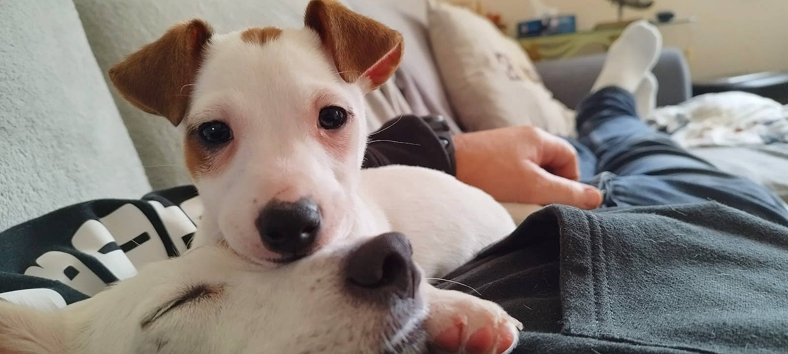 Upsy Dit Up' a rejoint le concours — aidez-le/la à gagner de superbes lots ! canidae, carnivore, collar, comfort, companion_dog, couch, denim, dog, dog_breed, dog_collar, ear, eyelash, fawn, fur, mammal, snout, sporting_group, terrestrial_animal, whiskers, working_animal