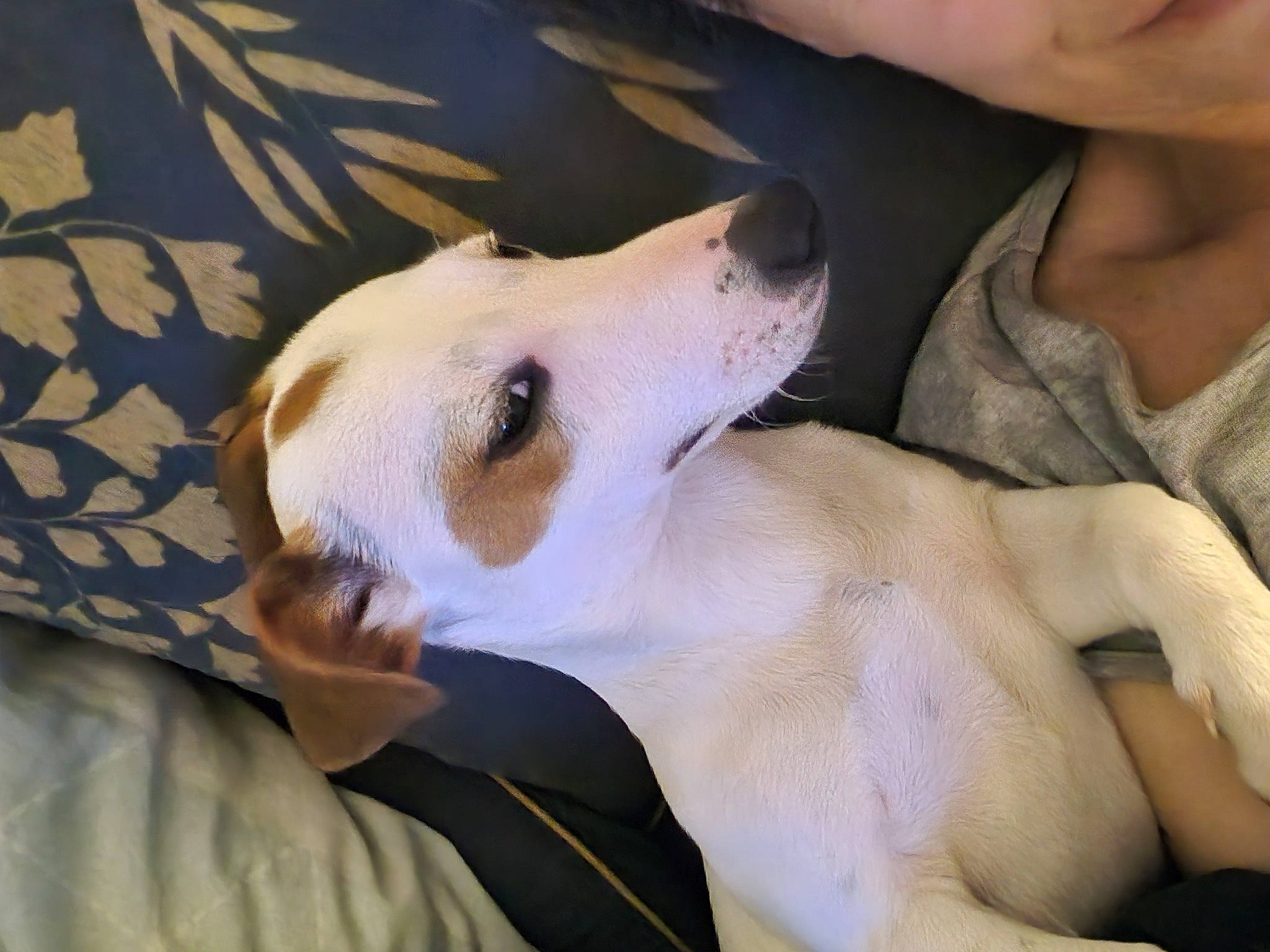 Upsy Dit Up' participe au concours pour gagner de l'argent avec cette photo : abdomen, canidae, carnivore, comfort, companion_dog, dog, dog_breed, ear, fawn, fur, jaw, non_sporting_group, paw, pomeranian, puppy_love, selfie, snout, sporting_group, trunk, whiskers