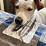 Upsy Dit Super U U participe au concours pour gagner de l'argent avec cette photo : dog, white_dog, brown_ears, heart_shaped_mark, table, tablecloth, patterned_cloth, wooden_chair, indoor, pet, animal, curious, looking, close_up, snout, fur, domestic_animal, resting, home, daylight