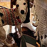 Upsy Dit Super U U participe au concours pour gagner de l'argent avec cette photo : dog, pet, sweater, indoor, carpet, hand, person, table, box, gift_bag, crochet_cloth, floor, paper, curious, white_dog, brown_ears, holiday, cozy, living_room, furniture