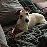 animal, blanket, bone, comfort, companion, couch, cozy, curious, dog, domestic, ears, fur, household, indoor, pet, pillows, relaxed, resting, small_dog, white_dog