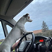 Upsy Dit Super U U a rejoint le concours — aidez-le/la à gagner de superbes lots ! dog, white_dog, car_interior, steering_wheel, human_hand, window, sky, tree, dashboard, seat, vehicle, pet, animal, daytime, side_view, road_trip, curious, canine, driver, hands