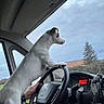 animal, canine, car_interior, curious, dashboard, daytime, dog, driver, hands, human_hand, pet, road_trip, seat, side_view, sky, steering_wheel, tree, vehicle, white_dog, window