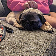 Boomer is registered to the contest to win money with this photo: dog, pug, sleeping, couch, person, hand, petting, indoor, relaxing, cozy, textured_fabric, clothing, pink_sweatshirt, nail, paw, animal, companion, resting, casual, home