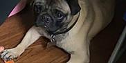 Boomer is registered to the contest to win money with this photo: dog, pug, pet, animal, floor, wooden_floor, toy, chew_toy, indoor, furniture_leg, brown, cute, laying_down, looking_up, collar, domestic, companion, paw, snout, ears