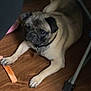 dog, pug, pet, animal, floor, wooden_floor, toy, chew_toy, indoor, furniture_leg, brown, cute, laying_down, looking_up, collar, domestic, companion, paw, snout, ears