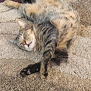 Soniec is registered to the contest to win money with this photo: cat, tabby, sleeping, carpet, indoor, pet, feline, cozy, relaxed, whiskers, paw, fur, striped, animal, cute, resting, domestic, mammal, closeup, soft