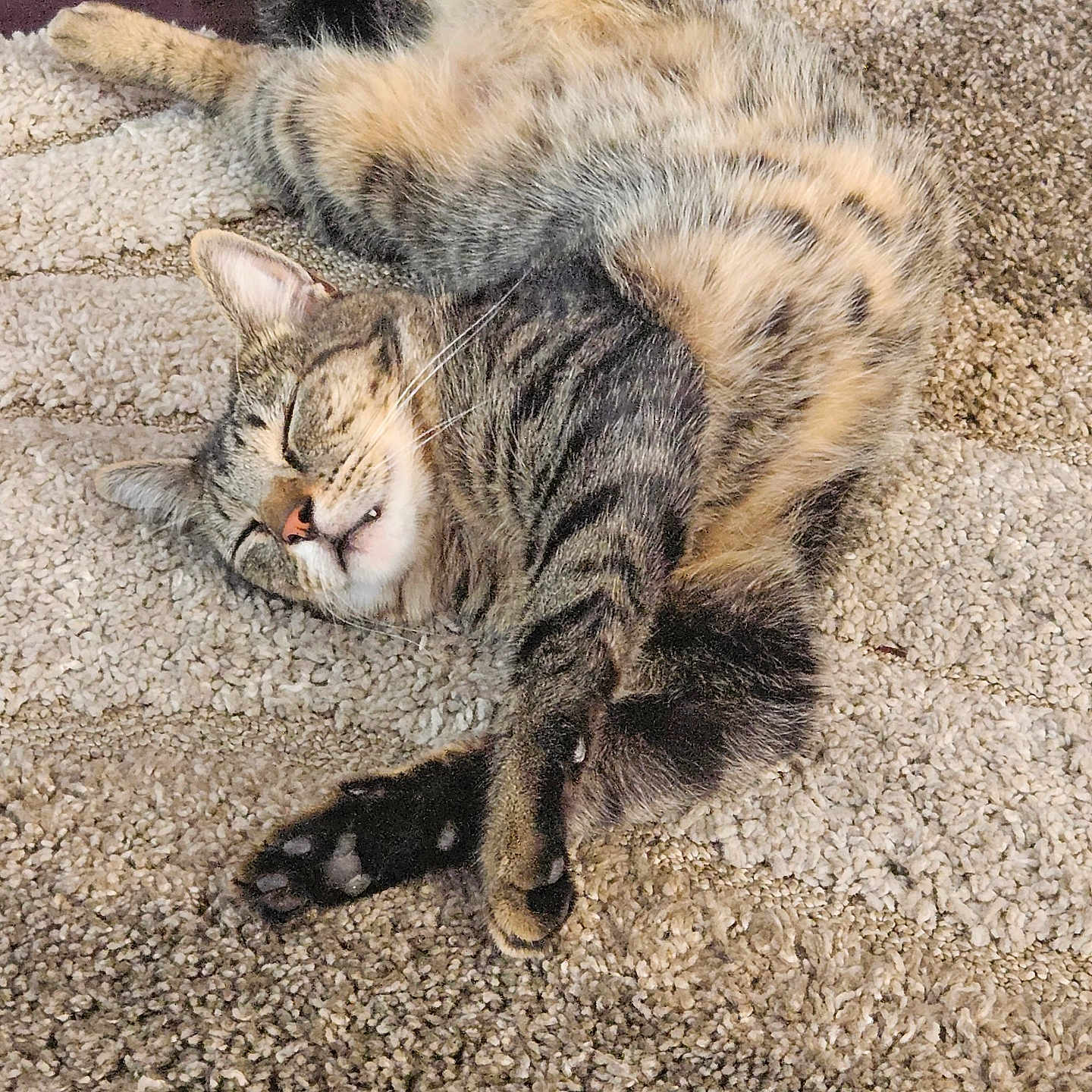 Soniec is registered to the contest to win money with this photo: animal, carpet, cat, closeup, cozy, cute, domestic, feline, fur, indoor, mammal, paw, pet, relaxed, resting, sleeping, soft, striped, tabby, whiskers