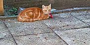 Arley participe au concours pour gagner de l'argent avec cette photo : cat, ginger_cat, tabby, animal, pet, outdoor, pavement, wall, red_object, relaxed, feline, nature, sunlight, quiet, resting, alert, side_view, small_plant, concrete, urban