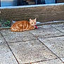 cat, ginger_cat, tabby, animal, pet, outdoor, pavement, wall, red_object, relaxed, feline, nature, sunlight, quiet, resting, alert, side_view, small_plant, concrete, urban