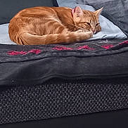 Arley a rejoint le concours — aidez-le/la à gagner de superbes lots ! cat, orange_tabby, sleeping, sofa, cushion, blanket, indoor, pet, resting, fur, cozy, relaxed, domestic_animal, feline, home, comfort, red_collar, closeup, animal, nap