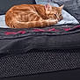 cat, orange_tabby, sleeping, sofa, cushion, blanket, indoor, pet, resting, fur, cozy, relaxed, domestic_animal, feline, home, comfort, red_collar, closeup, animal, nap