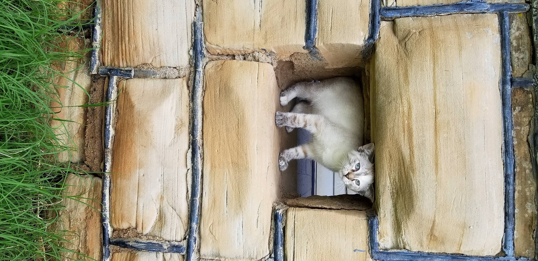 George joined the competition — help win amazing prizes! art, brick, building, concrete, door, facade, fur, house, primate, rectangle, sash_window, vertebrate, visual_arts, wildlife, window, wood