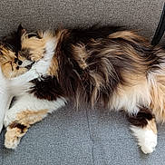 Osis participe au concours pour gagner de l'argent avec cette photo : animal, calico, cat, couch, cozy, cute, domestic, feline, fluffy, fur, indoor, napping, paw, pet, pillow, relaxed, resting, sleeping, soft, whiskers