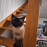 Chipie a rejoint le concours — aidez-le/la à gagner de superbes lots ! animal, cat, cozy, curious, domestic, ears, floor, furniture, household, indoor, mammal, peeking, pet, room, shelf, siamese_cat, stairs, whiskers, wooden_post, wooden_stairs